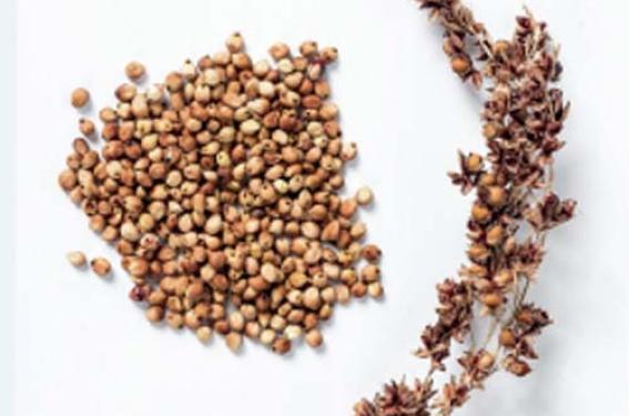 allergène allergène
