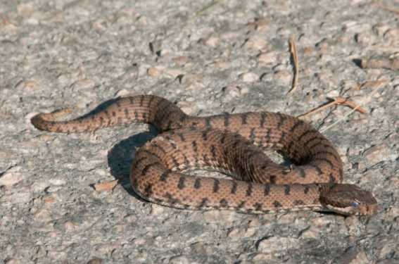 morsures de serpents morsures de serpents